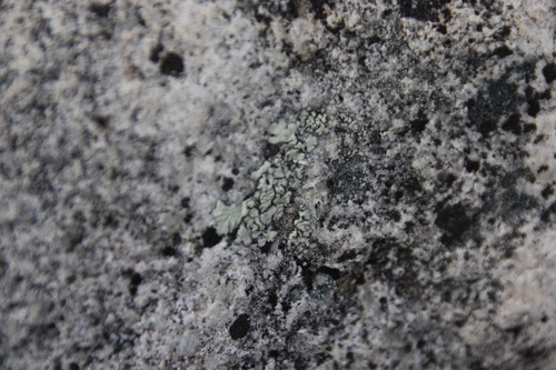 iNaturalist observation photo of Common Lichens