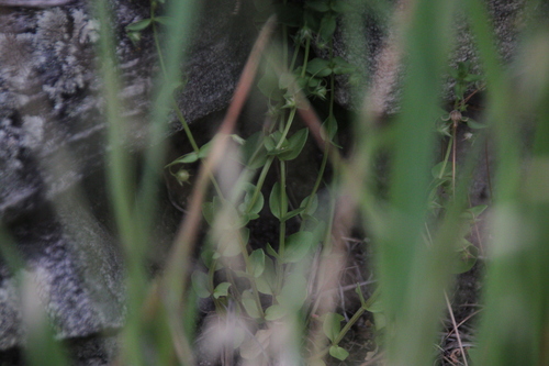 iNaturalist observation photo of primrose family