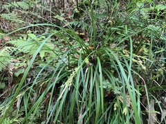 Carex sociata