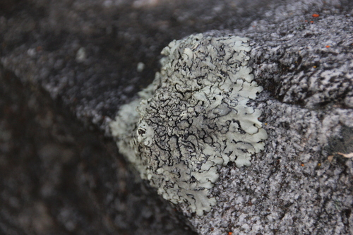 iNaturalist observation photo of rock shield lichens