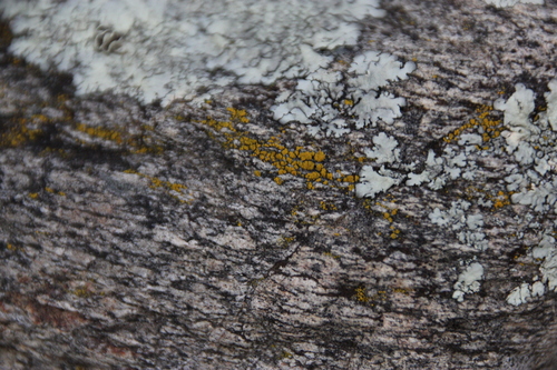 iNaturalist observation photo of Goldspeck Lichens