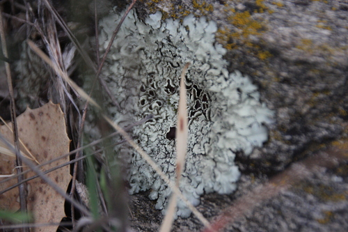 iNaturalist observation photo of rock shield lichens
