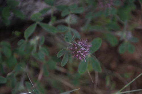 iNaturalist observation photo of Rose Clover