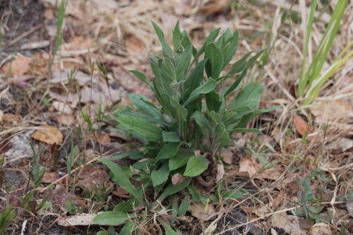 iNaturalist observation photo of velvety goldenrod