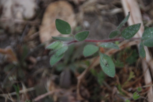 iNaturalist observation photo of deervetch