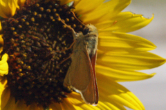 Hesperia leonardus pawnee