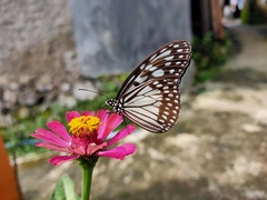 Ideopsis juventa
