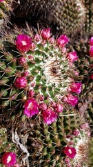 Mammillaria scrippsiana