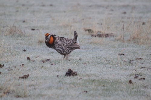 Greater Prairie-Chicken