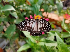 Ideopsis juventa