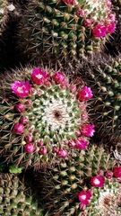 Mammillaria scrippsiana