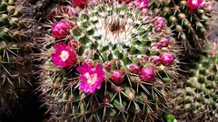 Mammillaria scrippsiana