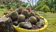 Mammillaria scrippsiana