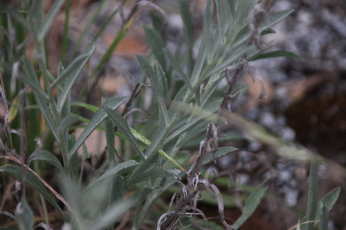 iNaturalist observation photo of California Aster