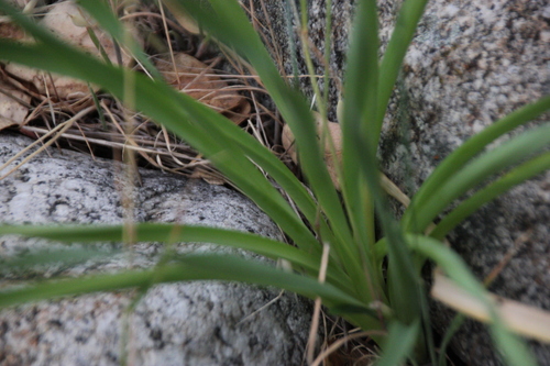iNaturalist observation photo of monocots