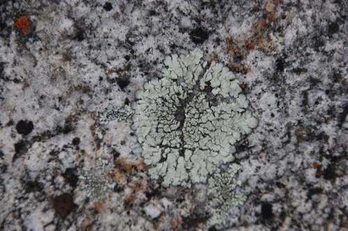 iNaturalist observation photo of Shield Lichens, Sunburst Lichens, Rosette Lichens, and Allies