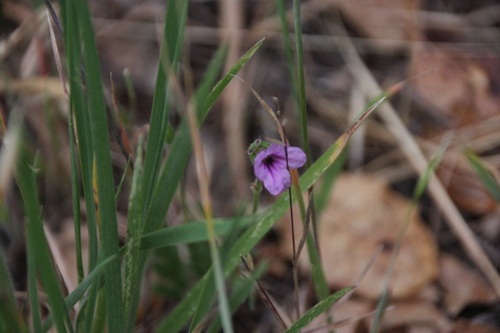 iNaturalist observation photo of Mediterranean Stork's-bill