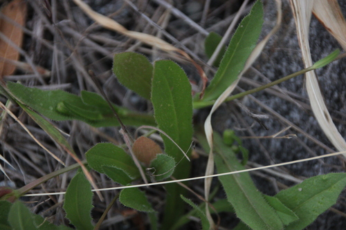 iNaturalist observation photo of Sunflowers, Daisies, Asters, and Allies