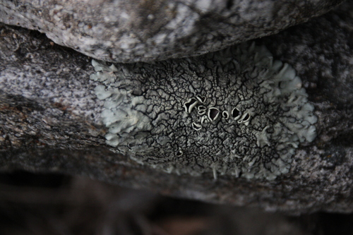 iNaturalist observation photo of rock shield lichens