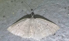 Lomographa glomeraria