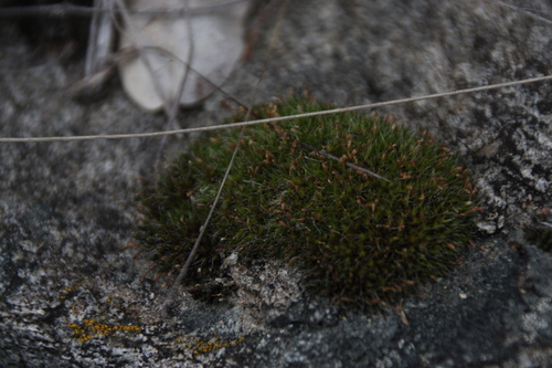 iNaturalist observation photo of Mosses