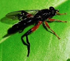 Chalcosyrphus vecors