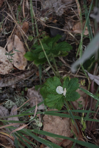iNaturalist observation photo of sanicles