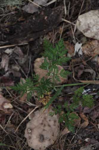 iNaturalist observation photo of common hedge parsley