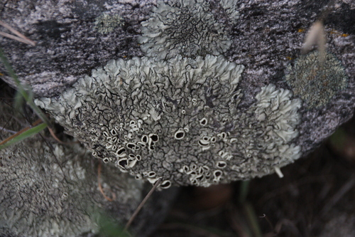 iNaturalist observation photo of rock shield lichens