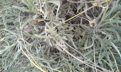 Parthenium argentatum