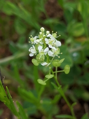 Lepidium virginicum menziesii