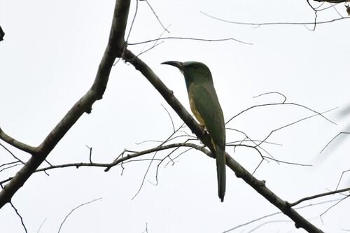 Blue-bearded Bee-eater (Nyctyornis athertoni), photo 3