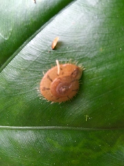 Aegista