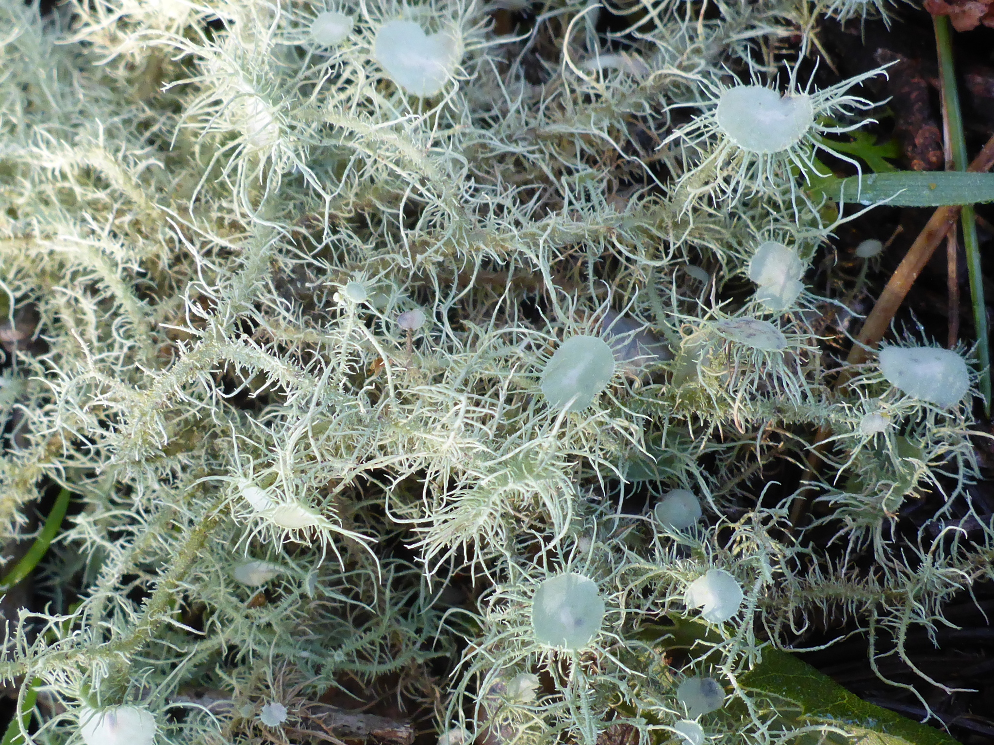 Usnea intermedia image