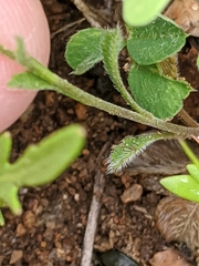 Lepidium virginicum menziesii