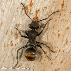 Polyrhachis vermiculosa