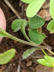 Lepidium virginicum menziesii
