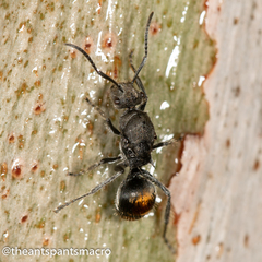 Polyrhachis vermiculosa