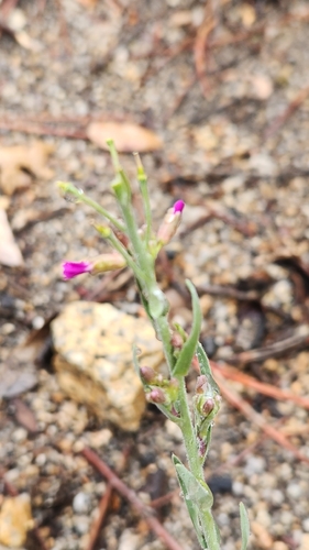 Boechera californica, photograph 3