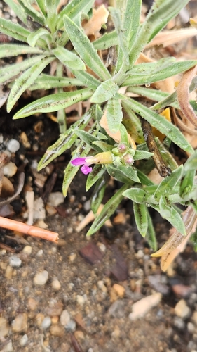 Boechera californica, photograph 4
