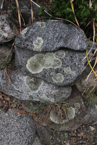 iNaturalist observation photo of shield lichens and allies
