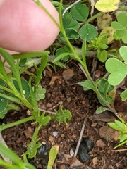 Lepidium virginicum menziesii
