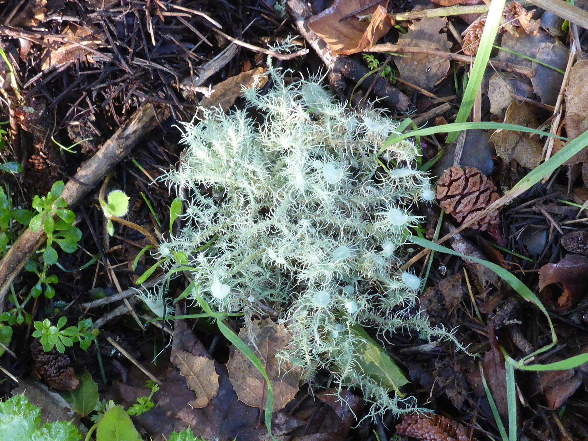 Usnea intermedia image