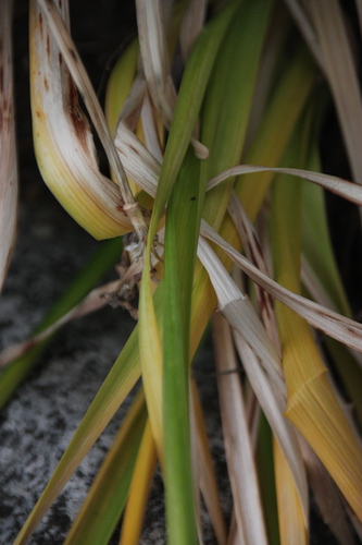 iNaturalist observation photo of monocots