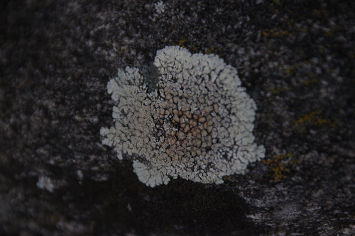 iNaturalist observation photo of Protoparmeliopsis