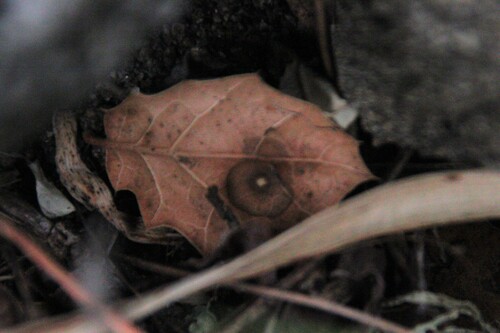 iNaturalist observation photo of Tubakia californica