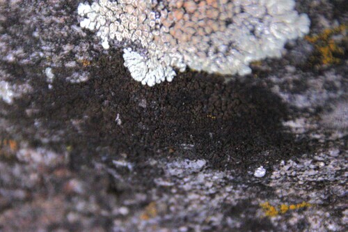 iNaturalist observation photo of Verrucariales