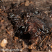 Iridomyrmex rufoniger - Photo (c) Mark Ayers, some rights reserved (CC BY-NC), uploaded by Mark Ayers