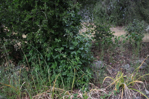 iNaturalist observation photo of Pacific poison oak