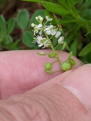 Lepidium virginicum menziesii